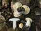 Májusi pereszke (Calocybe gambosa), Budai-hegység